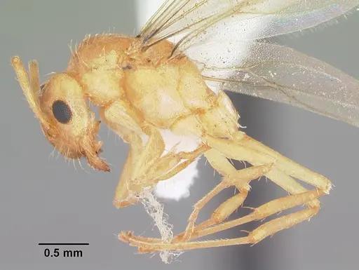 Nylanderia arenivaga - CASENT0104196