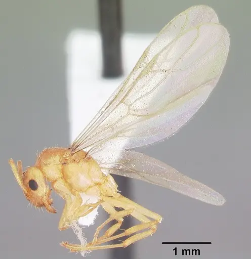 Nylanderia arenivaga - CASENT0104196