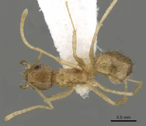 Nylanderia arenivaga - CASENT0280573