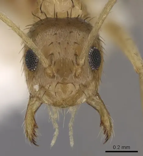 Nylanderia arenivaga - CASENT0280573