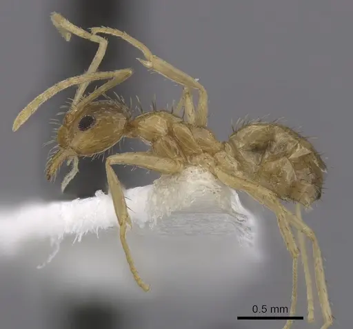 Nylanderia arenivaga - CASENT0280573