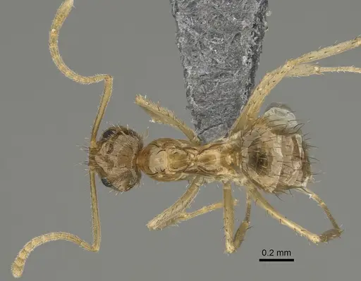 Nylanderia arenivaga - CASENT0923370