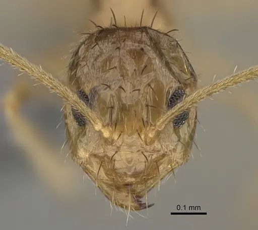 Nylanderia arenivaga - CASENT0923370