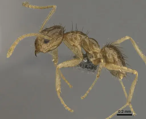 Nylanderia arenivaga - CASENT0923370