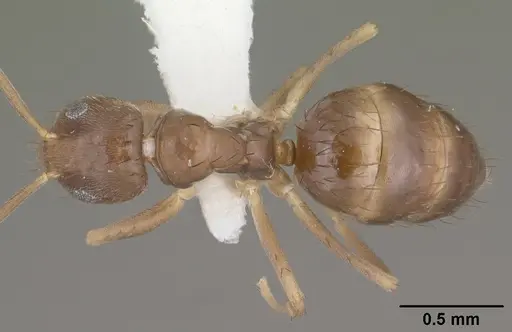 Nylanderia austroccidua specimen