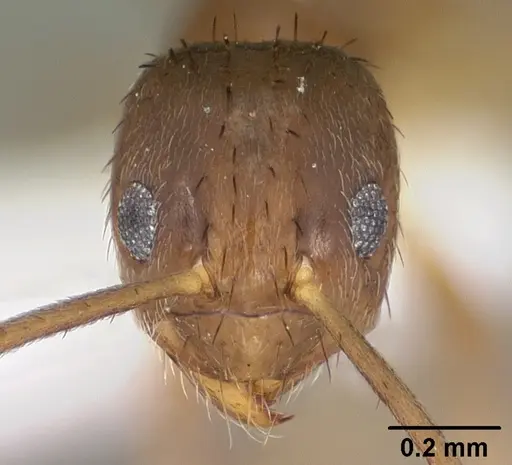 Nylanderia austroccidua specimen