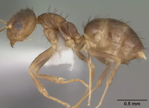 Nylanderia austroccidua specimen