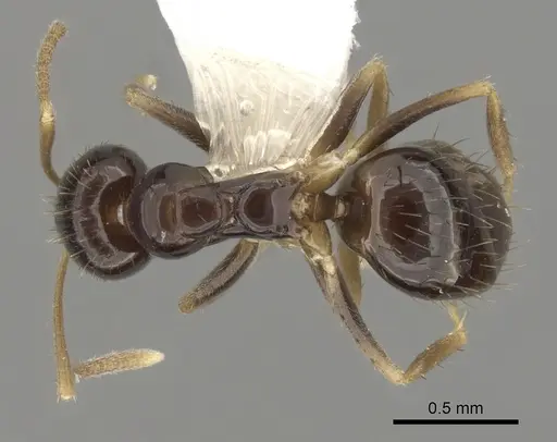 Nylanderia austroccidua - CASENT0280571