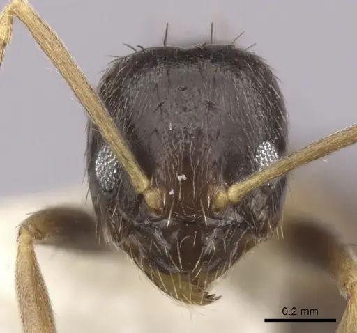 Nylanderia austroccidua - CASENT0280571