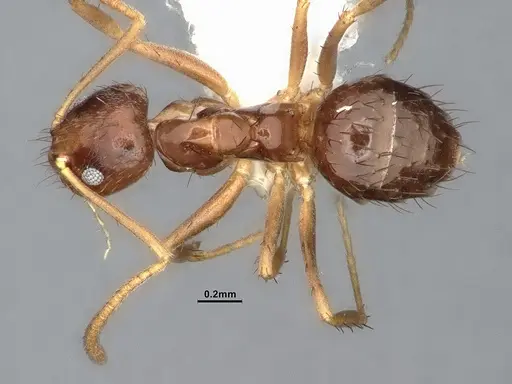 Nylanderia austroccidua - CASENT4031880