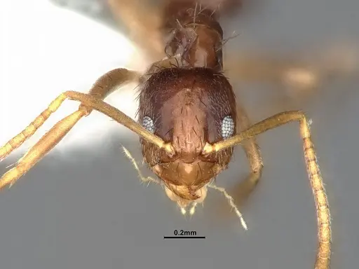 Nylanderia austroccidua - CASENT4031880