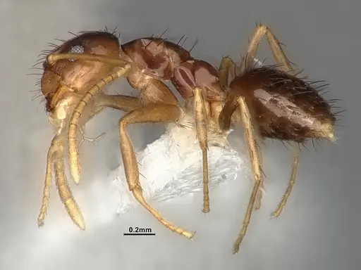 Nylanderia austroccidua - CASENT4031880