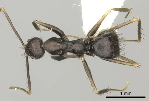 Nylanderia birmana specimen
