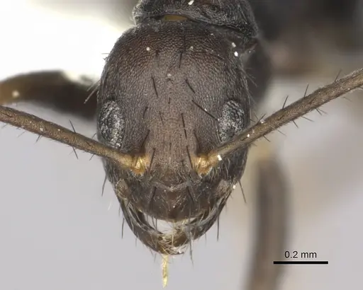 Nylanderia birmana specimen