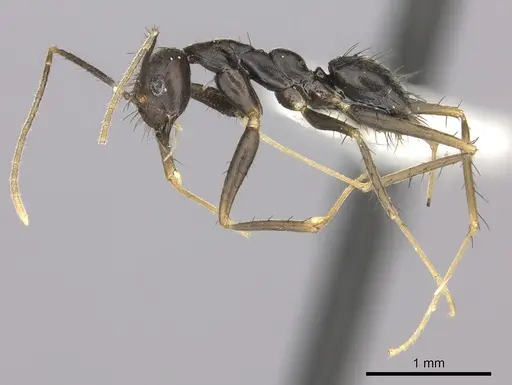 Nylanderia birmana specimen