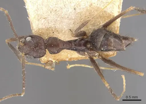 Nylanderia birmana - CASENT0911000