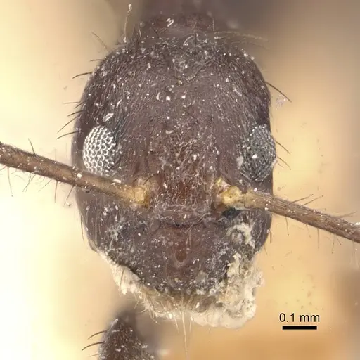 Nylanderia birmana - CASENT0911000