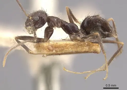 Nylanderia birmana - CASENT0911000