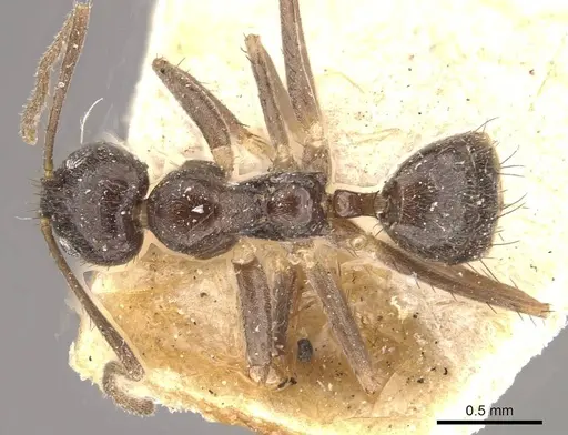 Nylanderia birmana - CASENT0911001