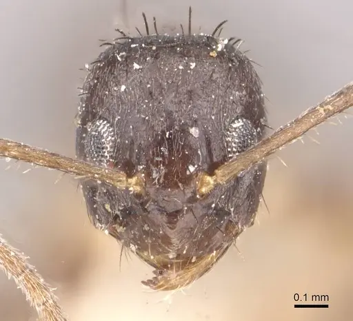 Nylanderia birmana - CASENT0911001