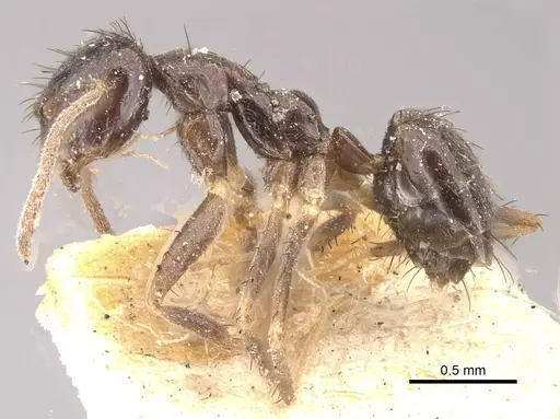 Nylanderia birmana - CASENT0911001