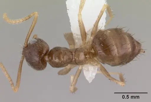 Nylanderia boltoni specimen