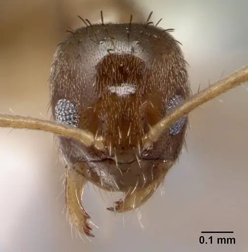 Nylanderia boltoni specimen