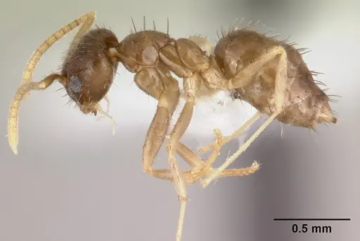 Nylanderia boltoni specimen