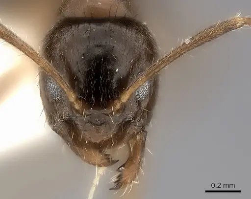 Nylanderia boltoni - CASENT0217206