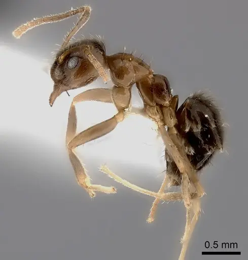 Nylanderia boltoni - CASENT0217206