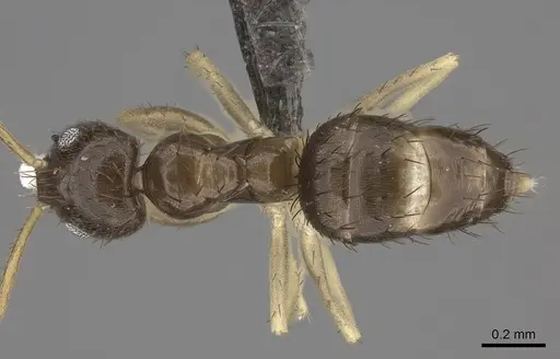 Nylanderia boltoni - CASENT0235556