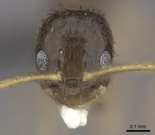 Nylanderia boltoni - CASENT0235556