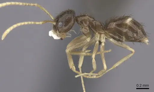 Nylanderia boltoni - CASENT0235556