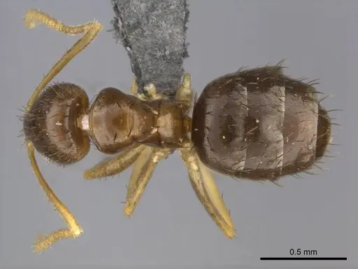 Nylanderia boltoni - CASENT0257304