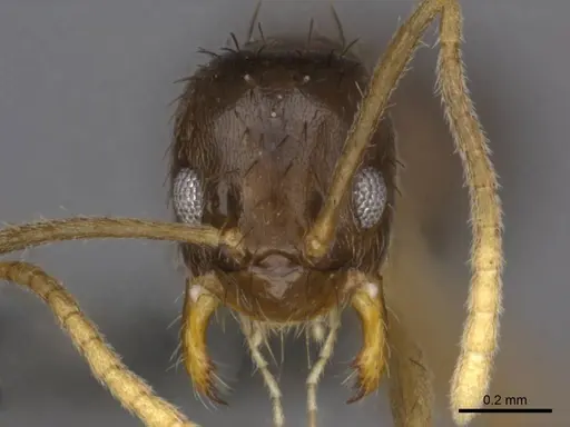 Nylanderia boltoni - CASENT0257304