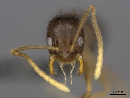 Nylanderia boltoni - CASENT0257304