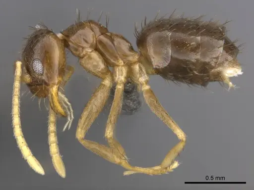 Nylanderia boltoni - CASENT0257304