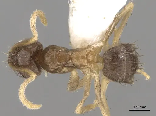 Nylanderia boltoni - CASENT0281154