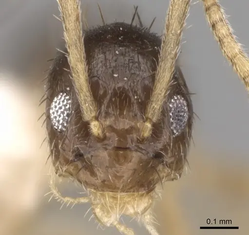 Nylanderia boltoni - CASENT0281154