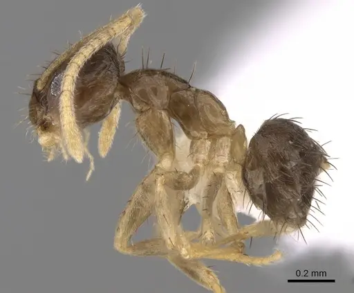 Nylanderia boltoni - CASENT0281154