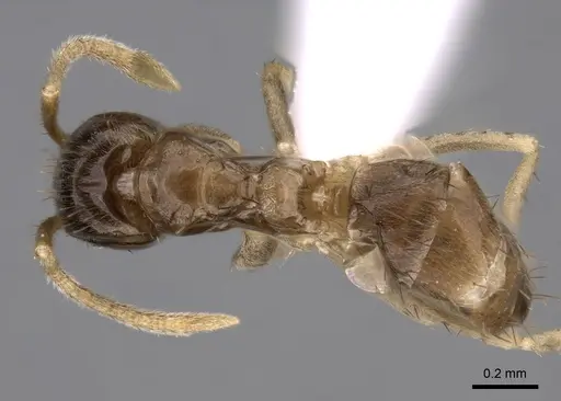 Nylanderia boltoni - CASENT0317035