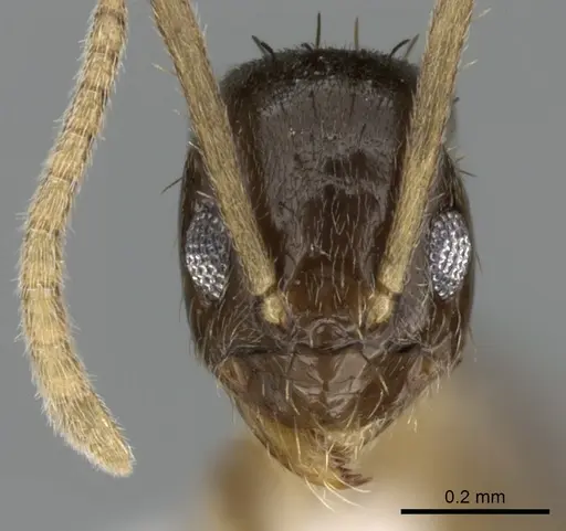 Nylanderia boltoni - CASENT0317035