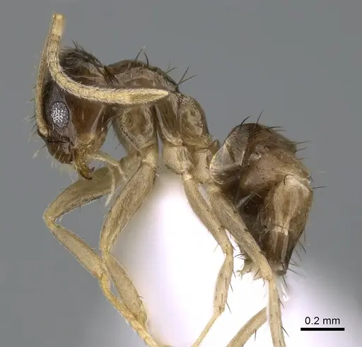 Nylanderia boltoni - CASENT0317035