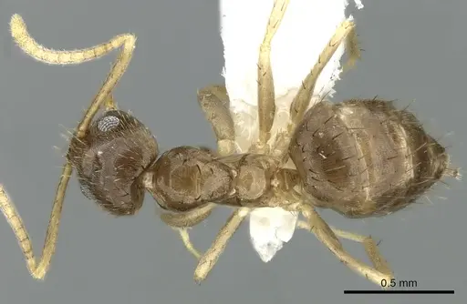 Nylanderia boltoni - CASENT0339203