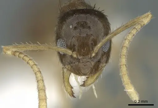 Nylanderia boltoni - CASENT0339203