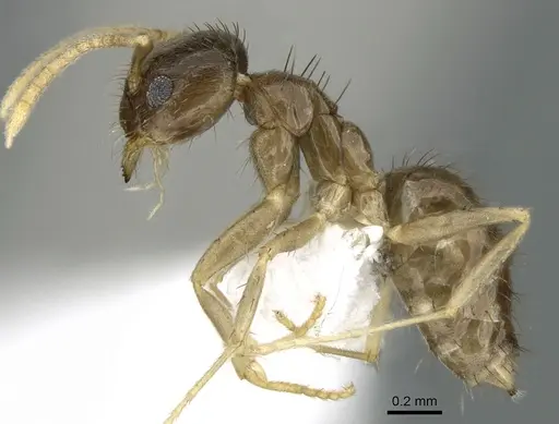 Nylanderia boltoni - CASENT0339203