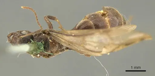 Nylanderia brasiliensis specimen