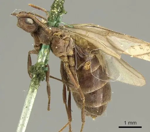 Nylanderia brasiliensis specimen