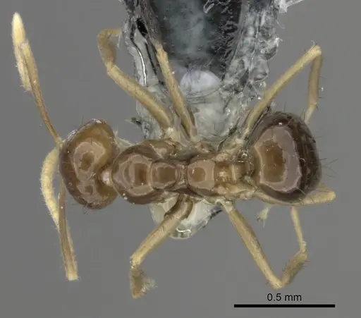 Nylanderia braueri specimen