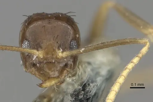 Nylanderia braueri specimen